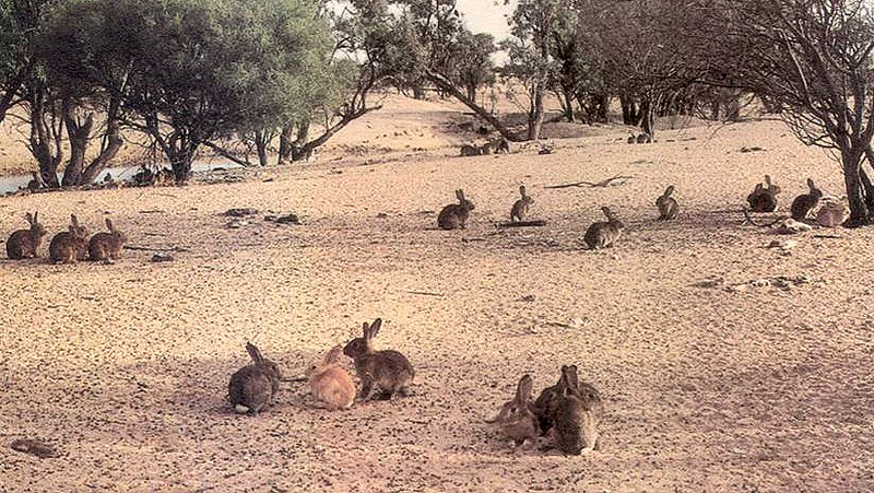 La superpoblación de conejos provoca serios daños en la vegetación. Foto: RabbitfreeAustralia